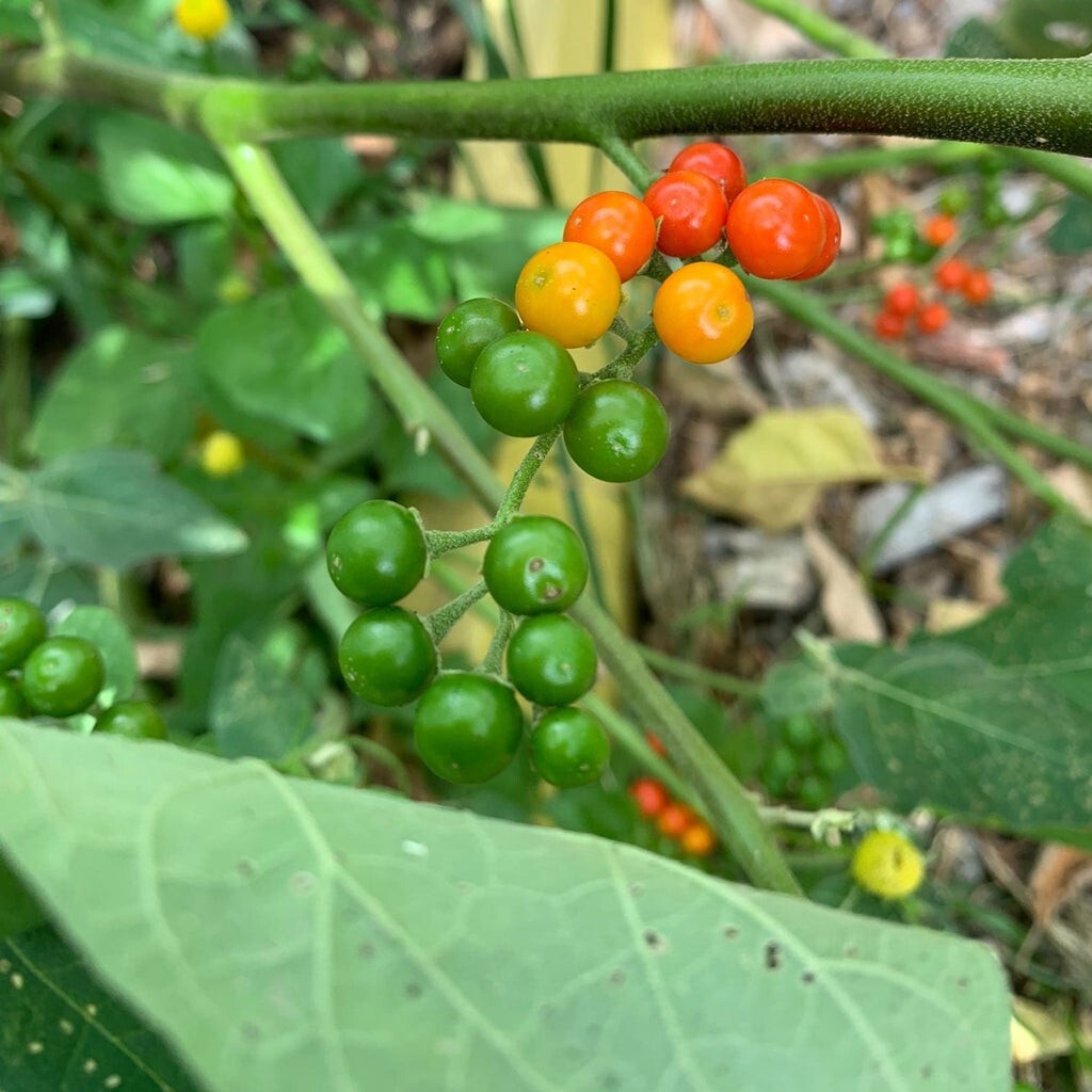 30 (thirty) fresh seed of PEA EGGPLANT (NOONG TA KLONG PEA) (harvest 2023)