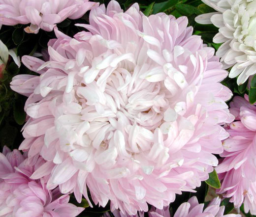 ASTER PAEONY DUCHESS CORAL ROSE Callistephus Chinensis – 200 Bulk Seeds