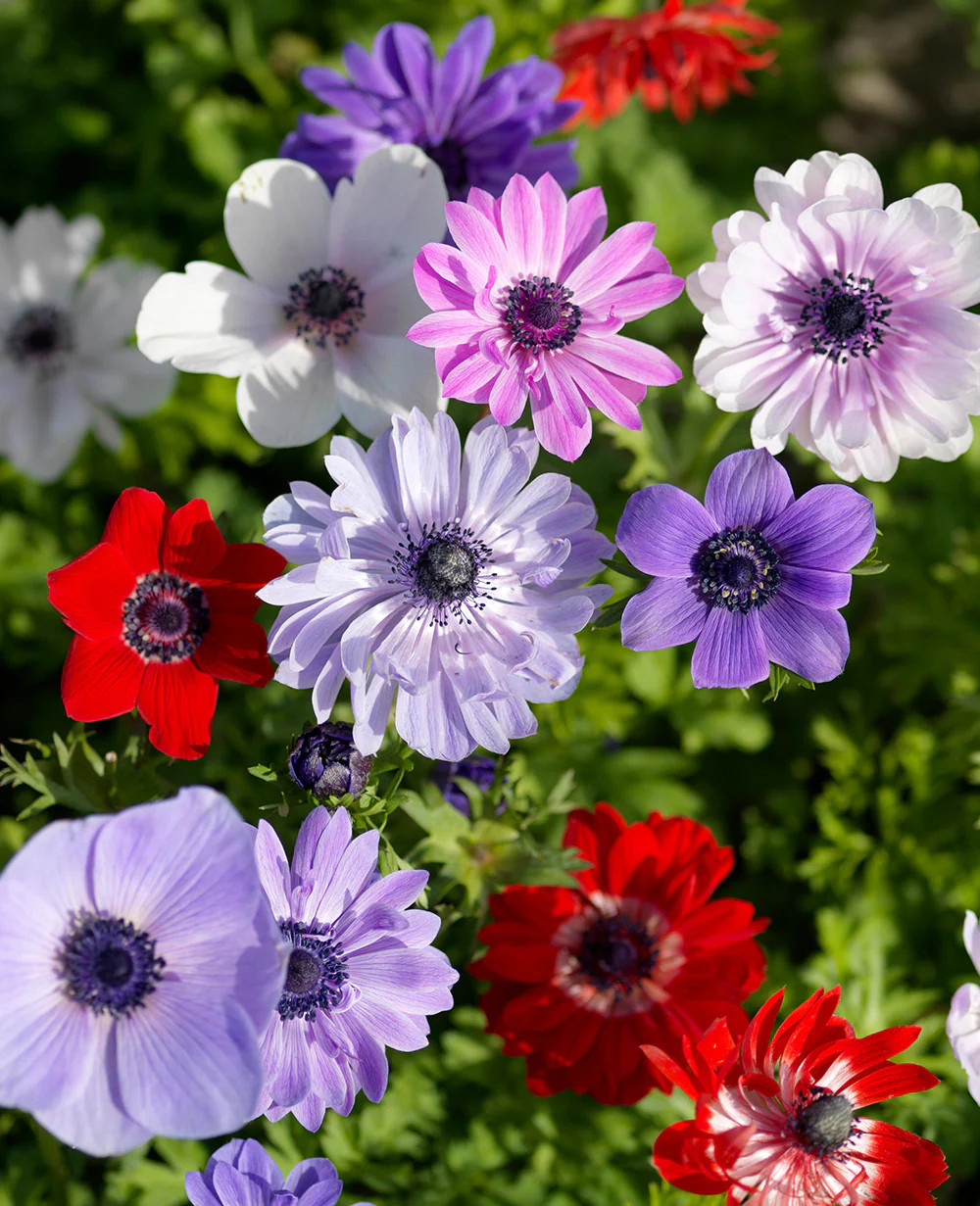 Mixed Anemone Coronaria – 75 bulbs
