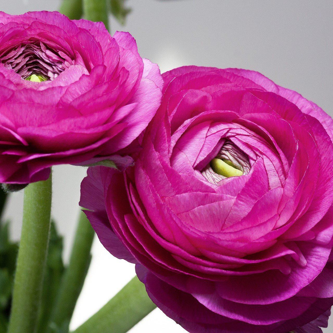 Easy to Grow Ranunculus Buttercup Purple 10 Plant Bulbs, Spring Flowers