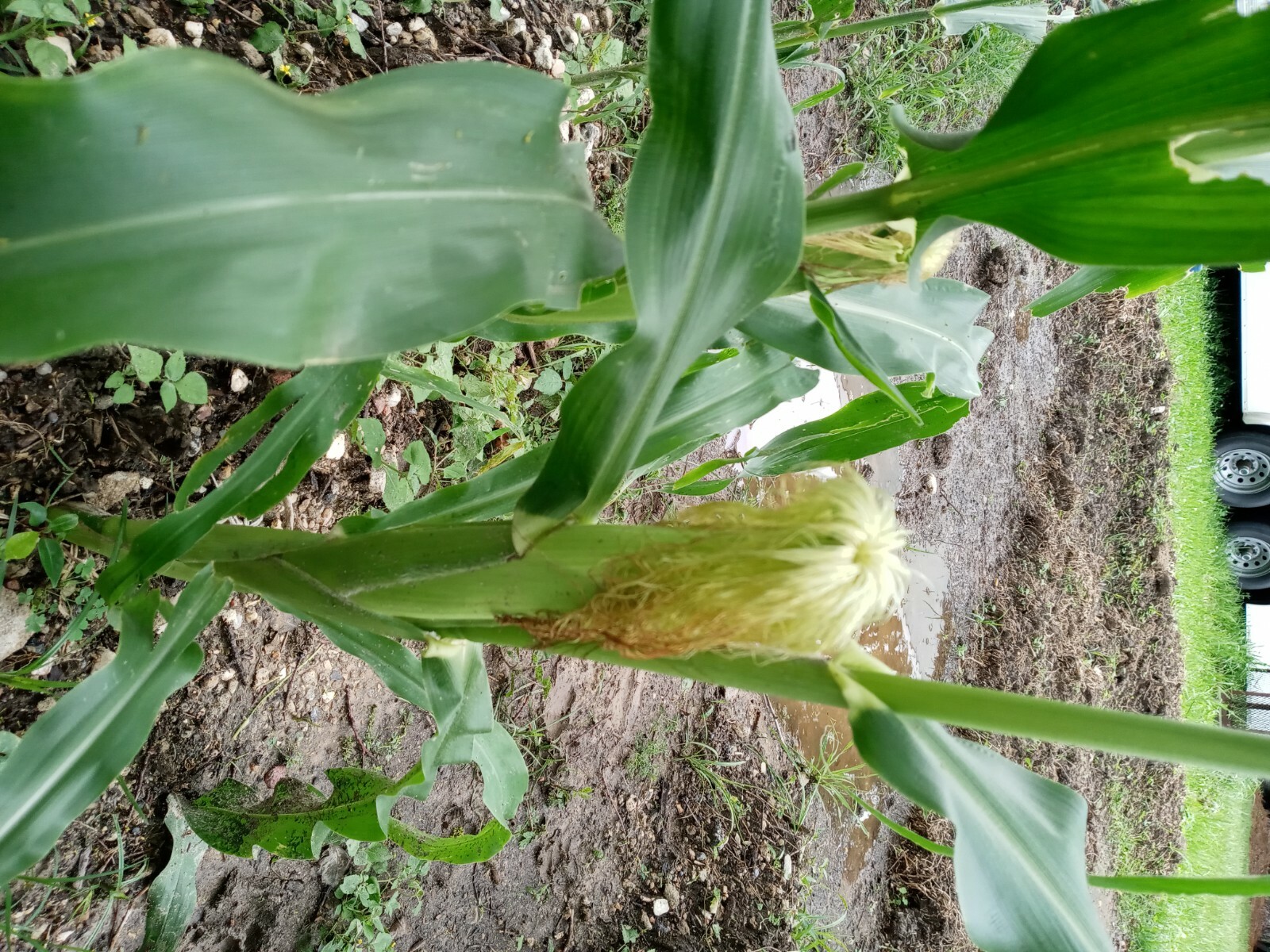 Bi-Licious Sweet Corn Hybrid Vegatable
