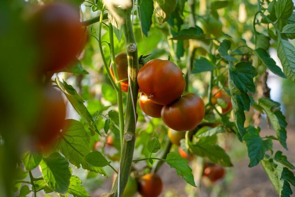 100 Black Prince Tomato Seeds- With Bonus! |Organic Non-GMO Heirloom