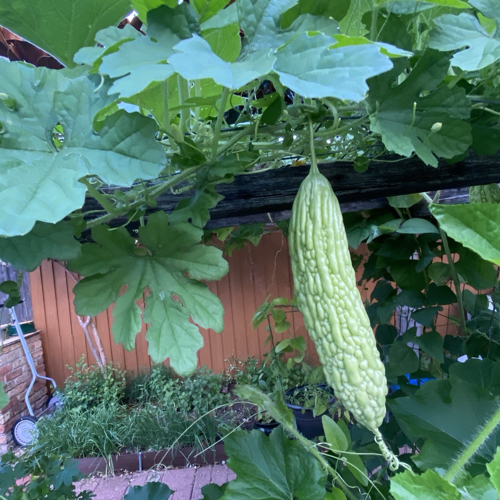 50 Bitter Melon ,Bitter Gourd seeds, Balsam Pear, Ku Gua, Foo Gwah, Kho Qua 2022