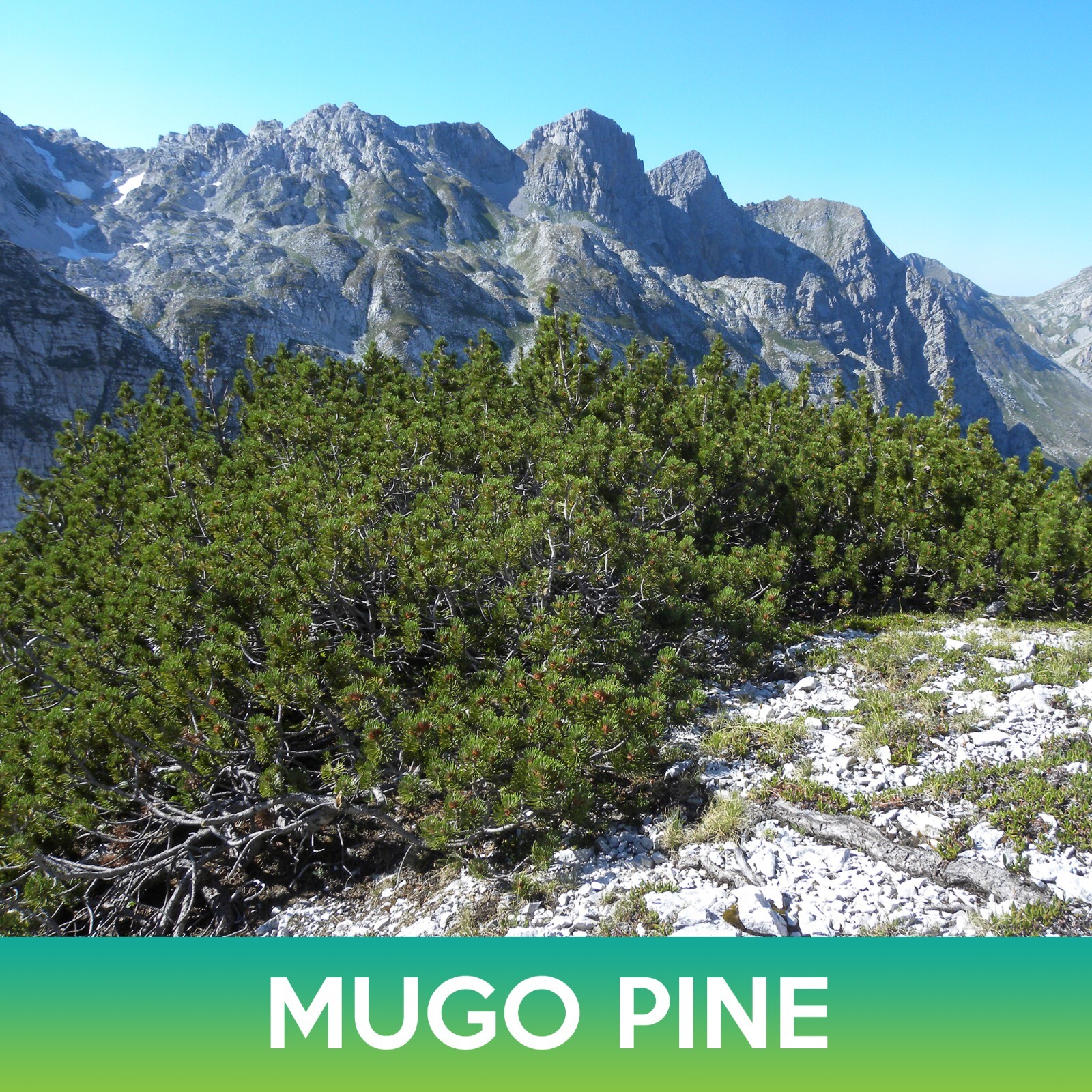 Mugo Pine Seeds, Swiss Mountain Pine, Pinus mugo