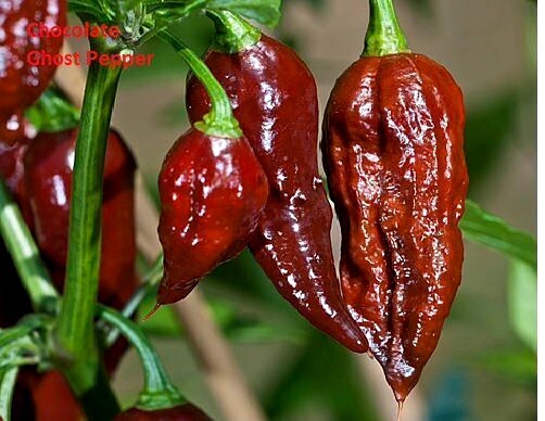 Super Hot Chocolate Ghost Chili Pepper, Bhut Jolokia – 15 Seeds 2024 – USA