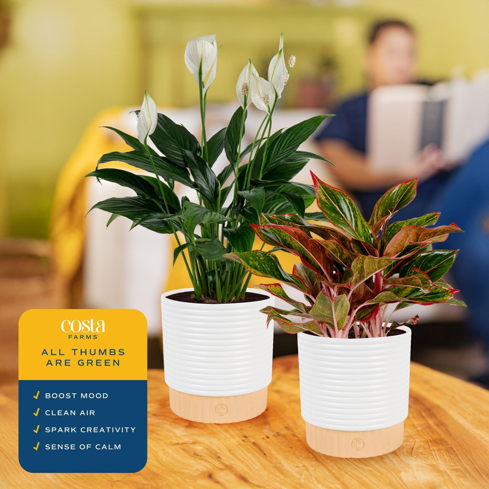Indoor Houseplants 2 Pack Peace Lily & Chinese Evergreen in Planters