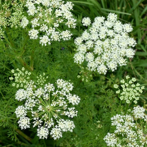 Caraway Seeds (100) / ORGANIC / FLORIDA GROWN / CULINARY HERB