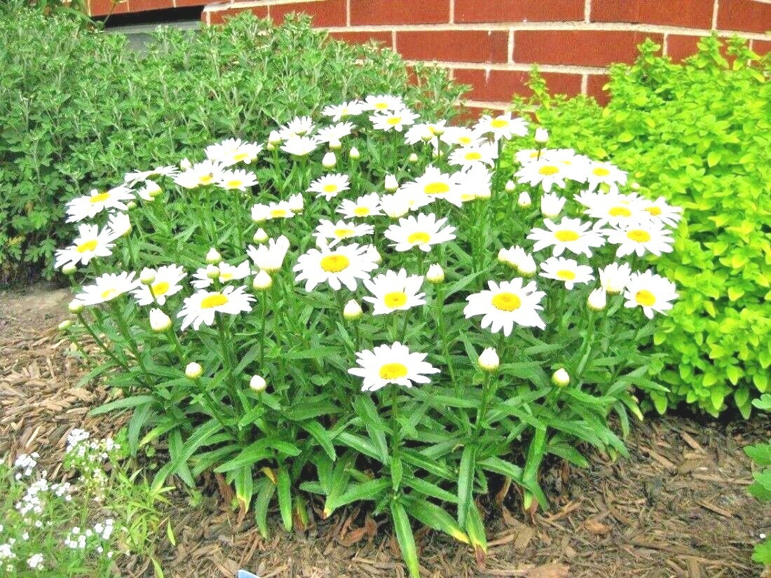 301+SILVER PRINCESS Seeds Dwarf Shasta Daisy Cut Flowers Container Garden Easy