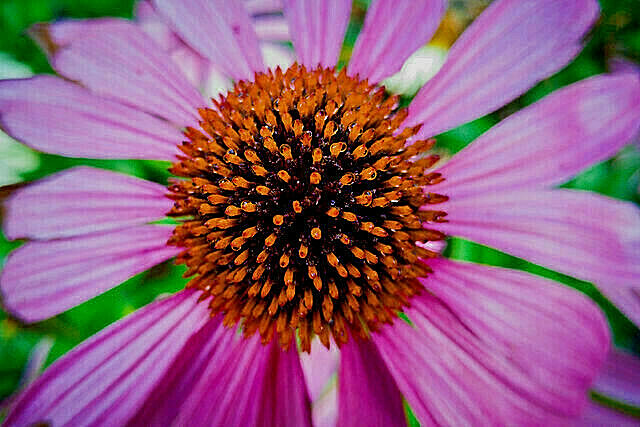 purple Echinacea 100 seeds, coneflower, large daisy-like flowers, herb.