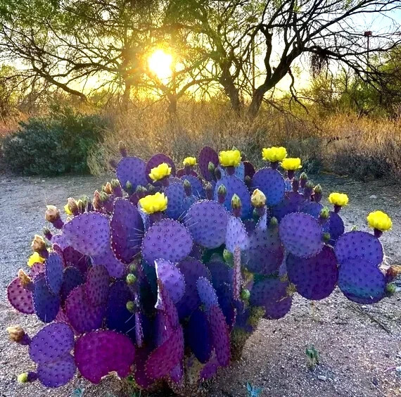 10 Purple Cactus (Opuntia santarita) Prickly Pear Fruit Rare, Fast, Hardy-Zone 7
