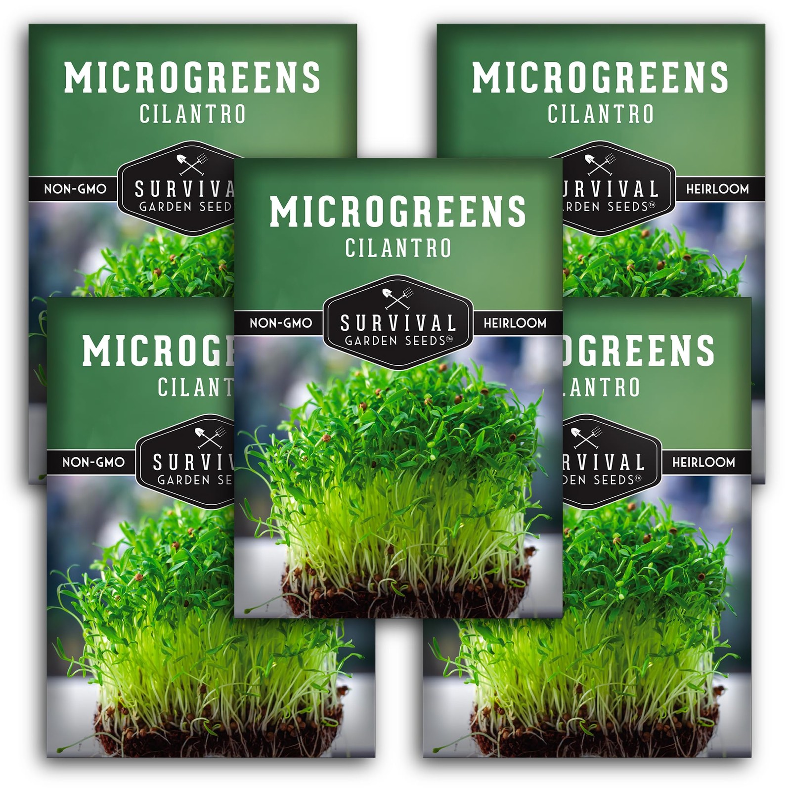 Cilantro Microgreen Seeds for Sprouting – Non-GMO Heirloom Coriander Seed for…