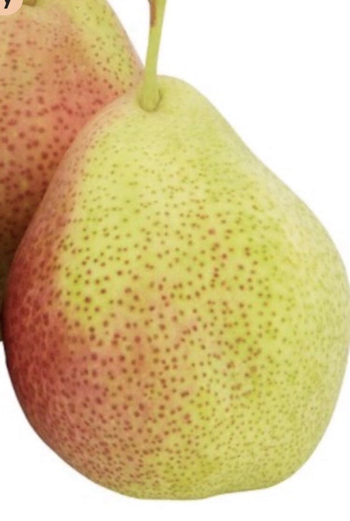 18-26” tall Grafted Luscious pear potted 1-2 years old
