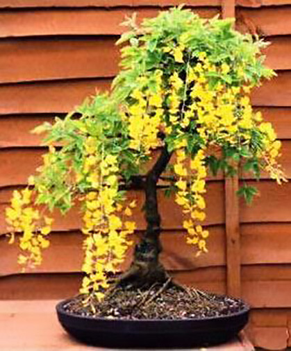 Lovely Golden Chain Tree, Laburnum anagyroides, Seeds (Showy, Hedge, Pergola)