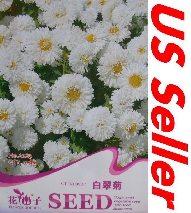 50 Seeds White China Aster Seeds G115, Home Gardening Seeds