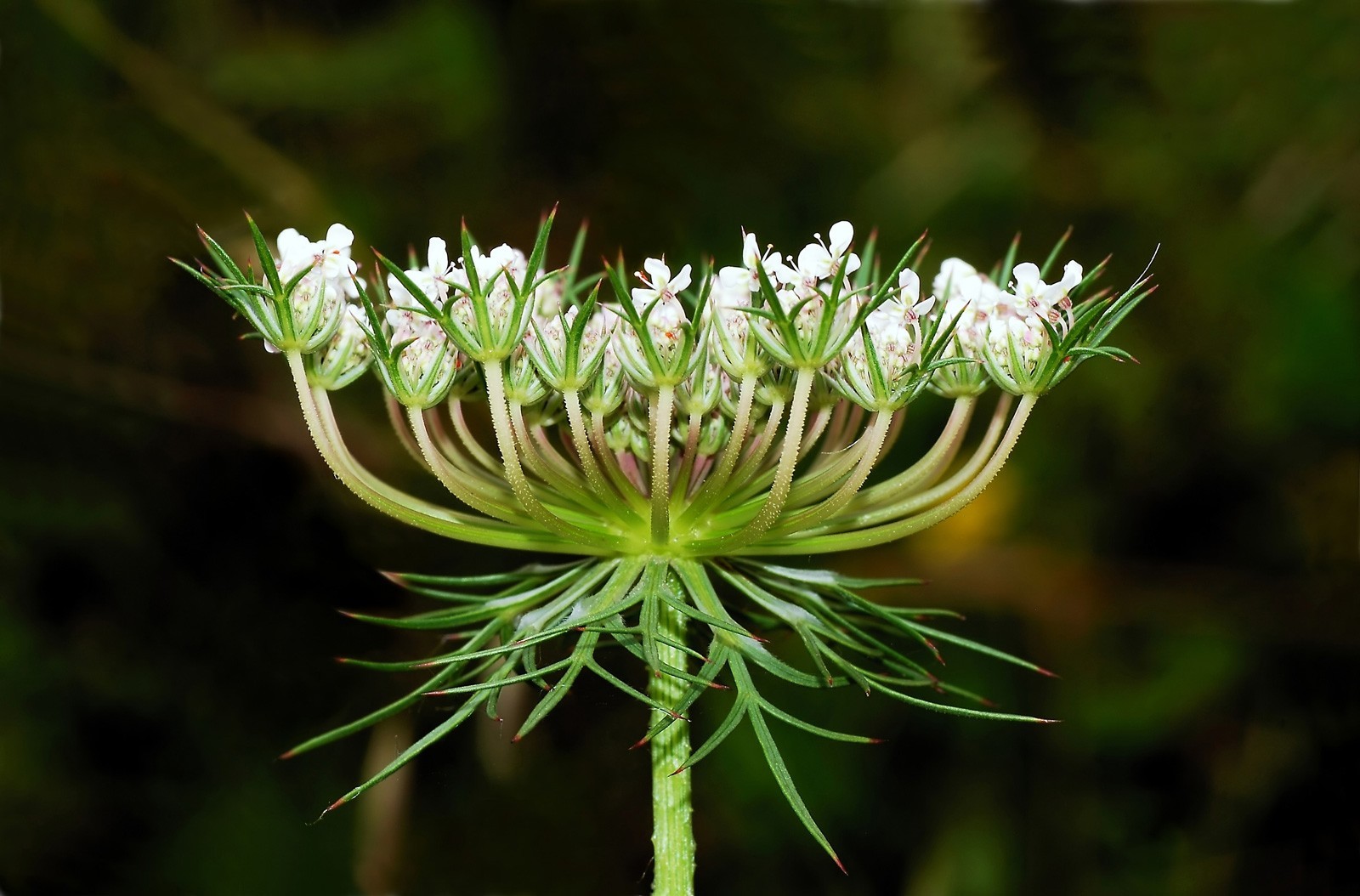 Daucus carota | European Wild Carrot Flower | Birds Nest |100_Seeds