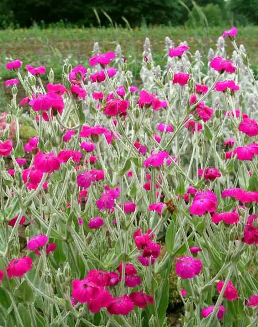 Organic NON-GMO Hot Pink Rose Campion Seeds