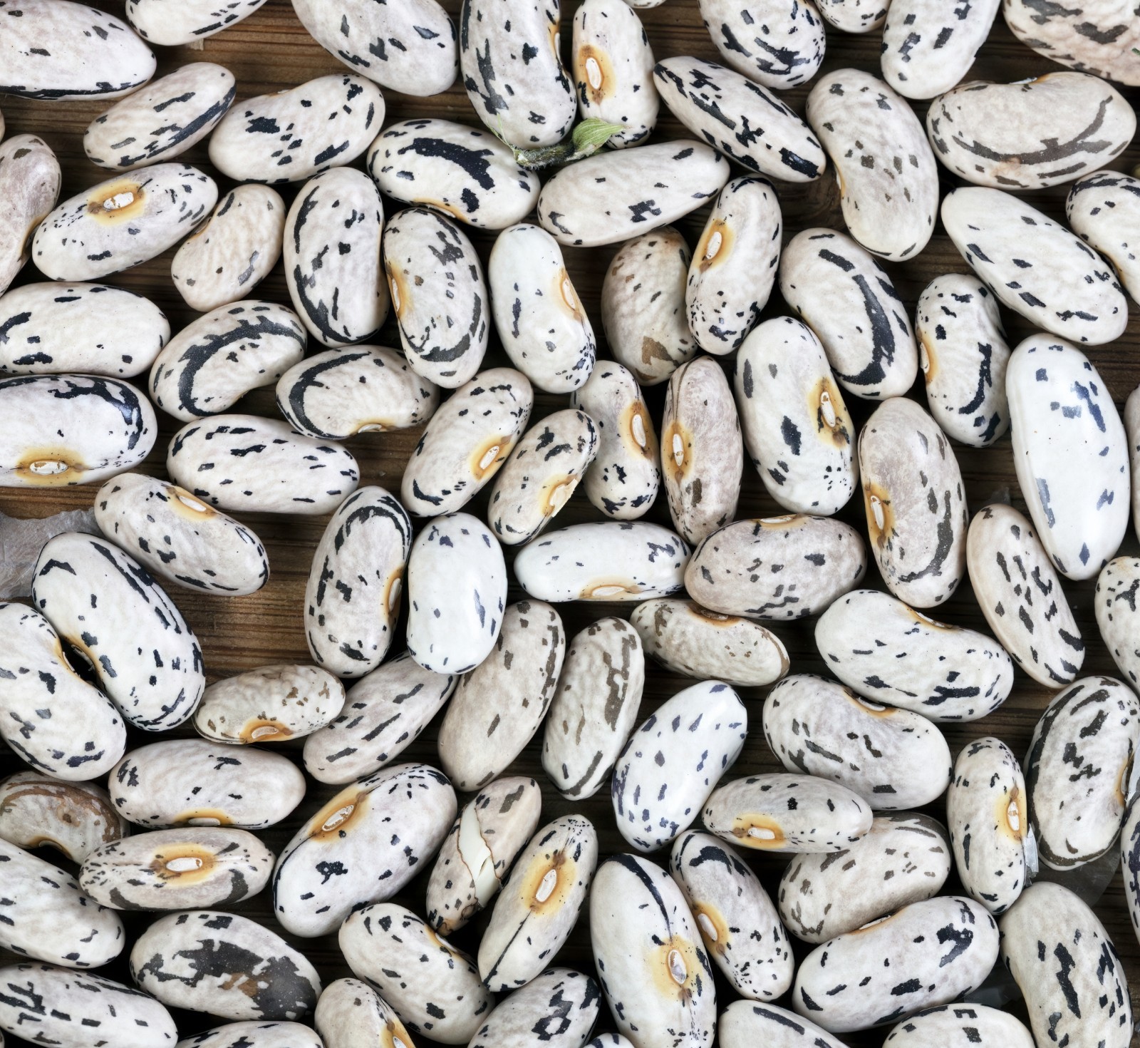Rattlesnake Pole Bean Seeds