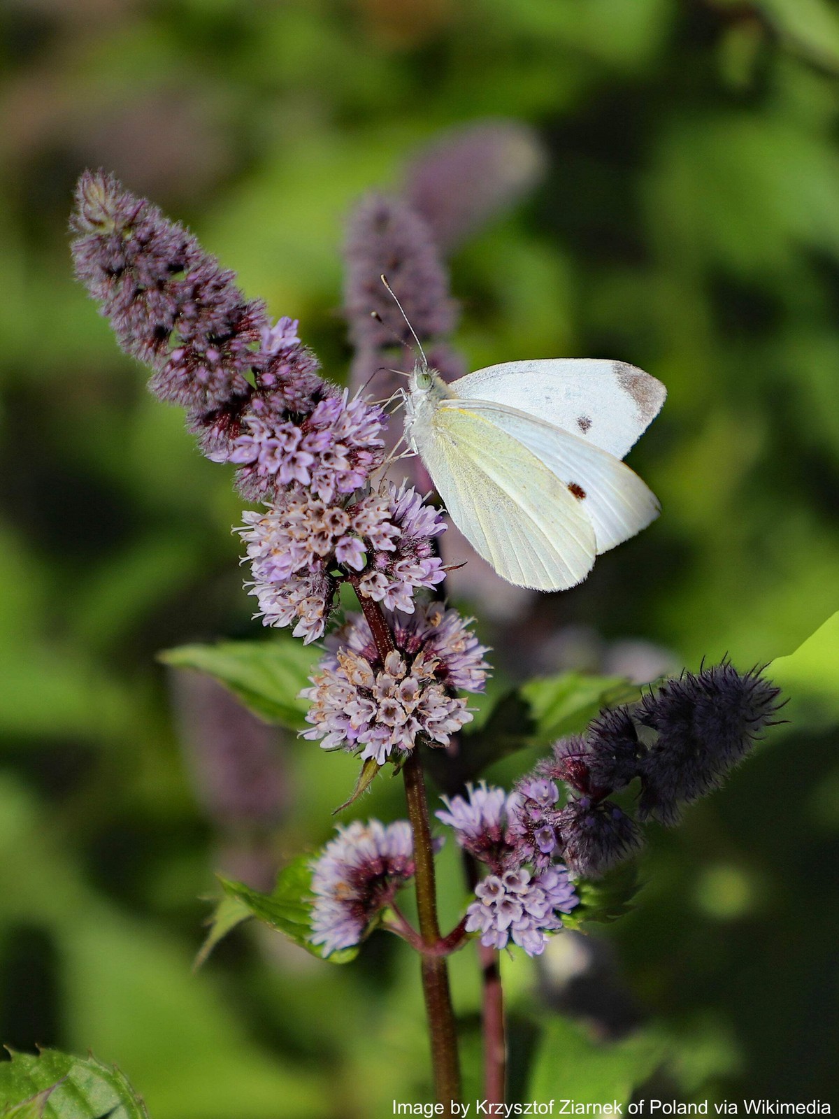 Mint, Spearmint (Mentha spicata)