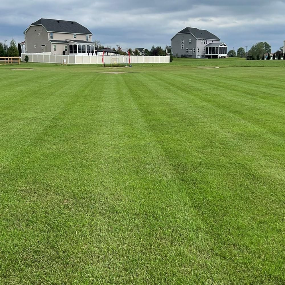 Maya (Blackjack II) Bermuda Grass Seed – 5 Lbs Warm Season, Drought Tolerant, Fa
