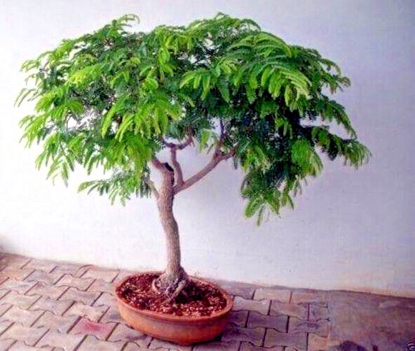 100 Tamarind Tree Seeds Tamarindus indica Tropical Fruit Flower Plant, Bonsai