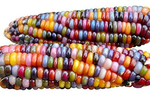 100 Glass Gem Corn Seeds Non-GMO Popcorn Delicious Jewel-Toned Glass-Like