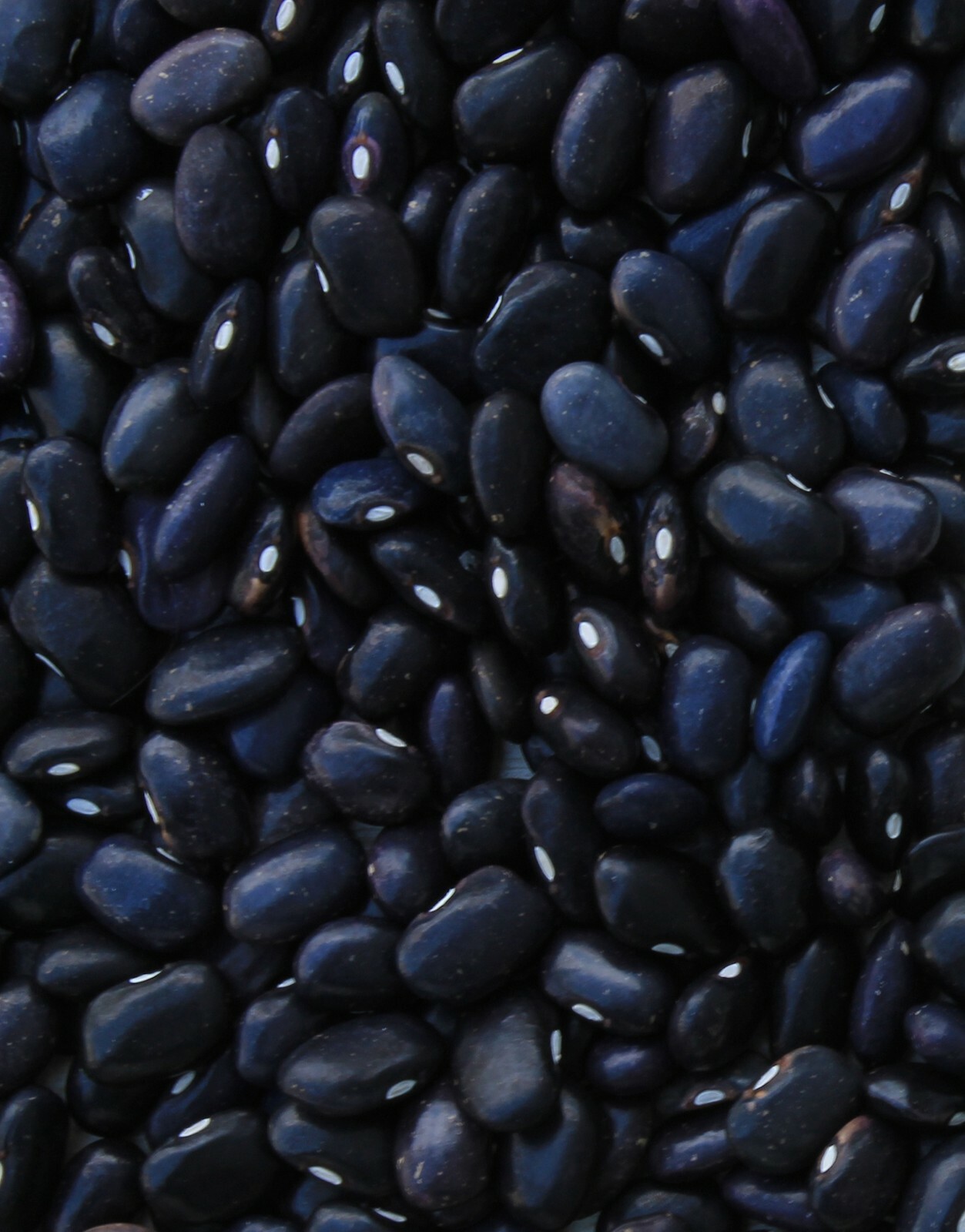 Bean Seeds -Black Valentine Bean – 200 Heirloom Bean Seeds- Seed Pack