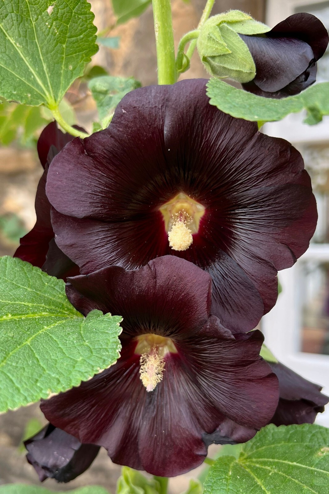 GIANT HOLLYHOCK MIXED COLORS 50 SEEDS, HARDY PERENNIAL, EZ TO GROW, USA SELLER