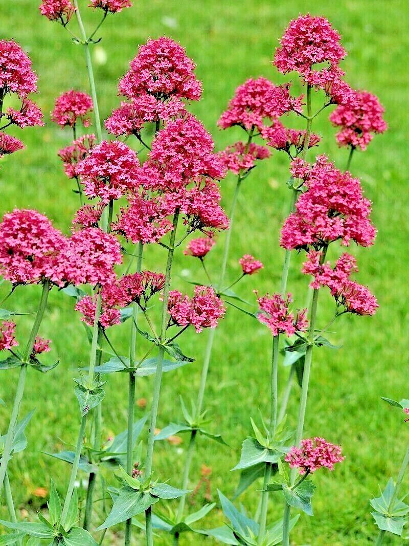 RED VALERIAN, 101 SEEDS, CENTRANTHUS RUBER, JUPITERS BEARD, EZ TO GROW