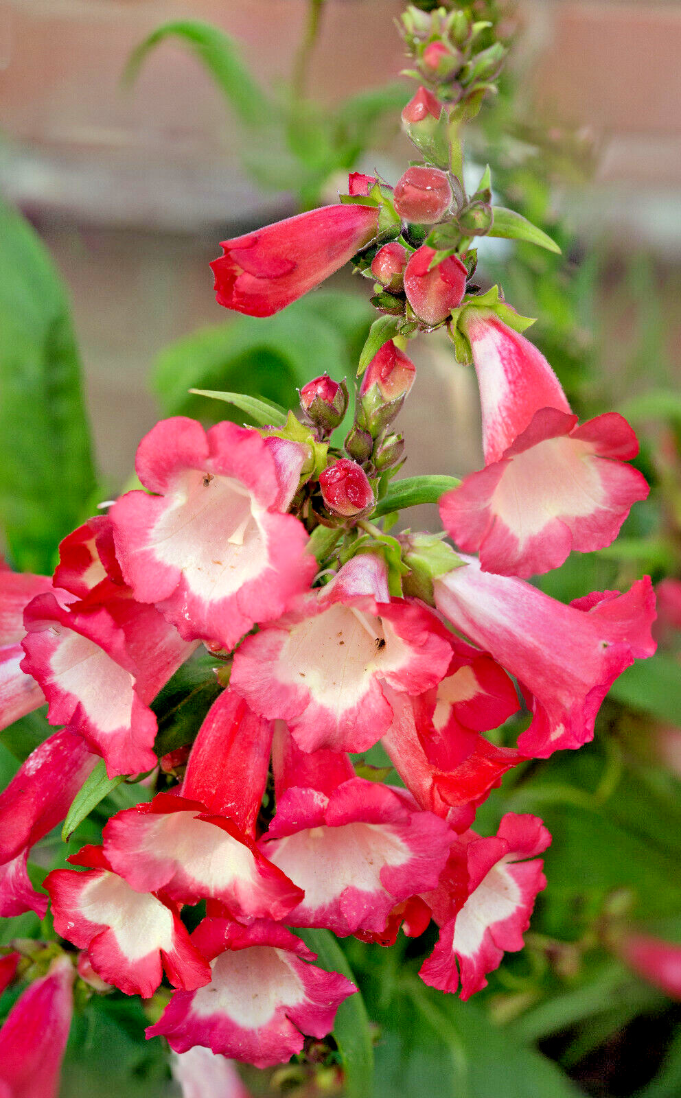 PINK PENSTEMON 100 SEEDS, PENSTEMON HARTWEGII, BEARDTONGUE mariesgreengarden
