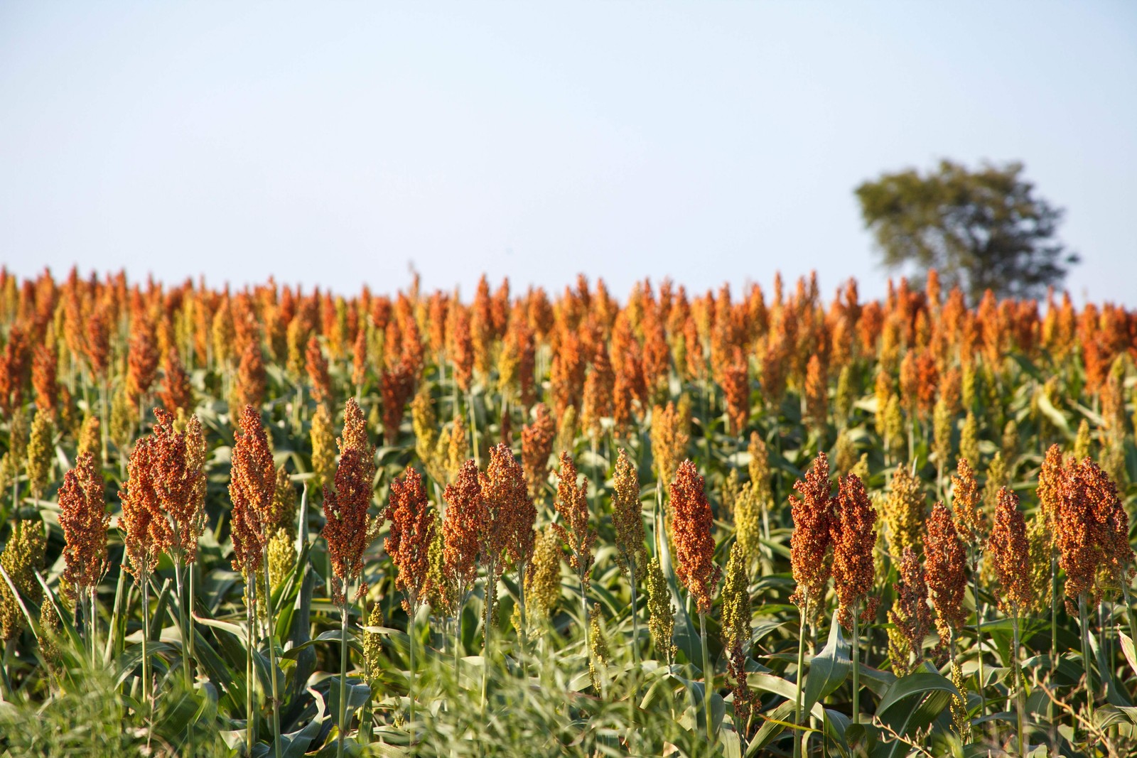 100 DALE SORGHUM Bicolor Syrup Flour Grain Vegetable Seeds