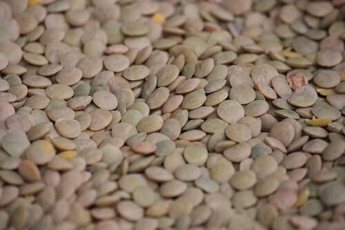 100 Green LENTIL Lens Culinaris Vegetable Seeds 