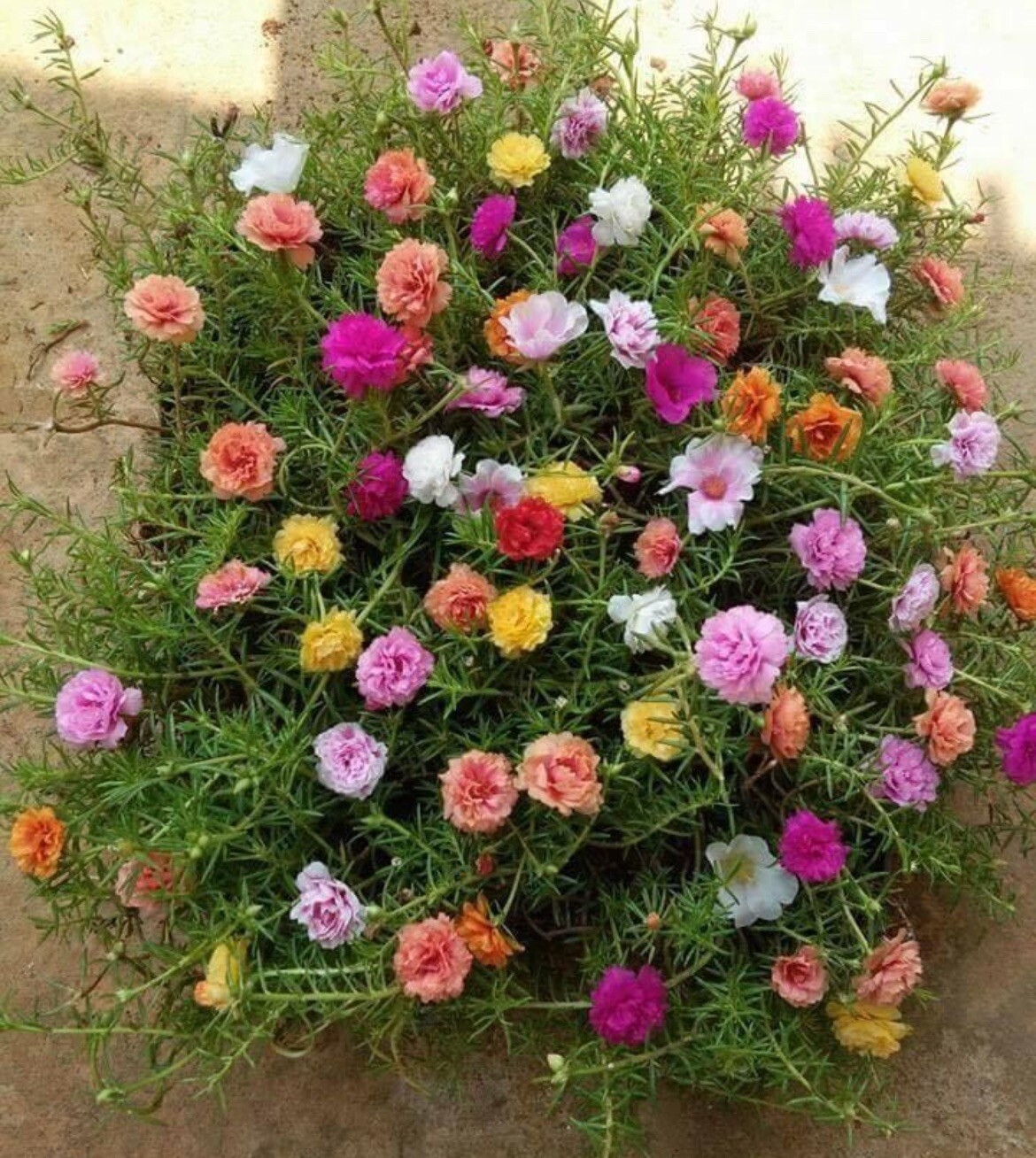 1000+ SEEDS MOSS Rose Double Mix ColorSeeds – Portulaca grandiflora Buy2Get1