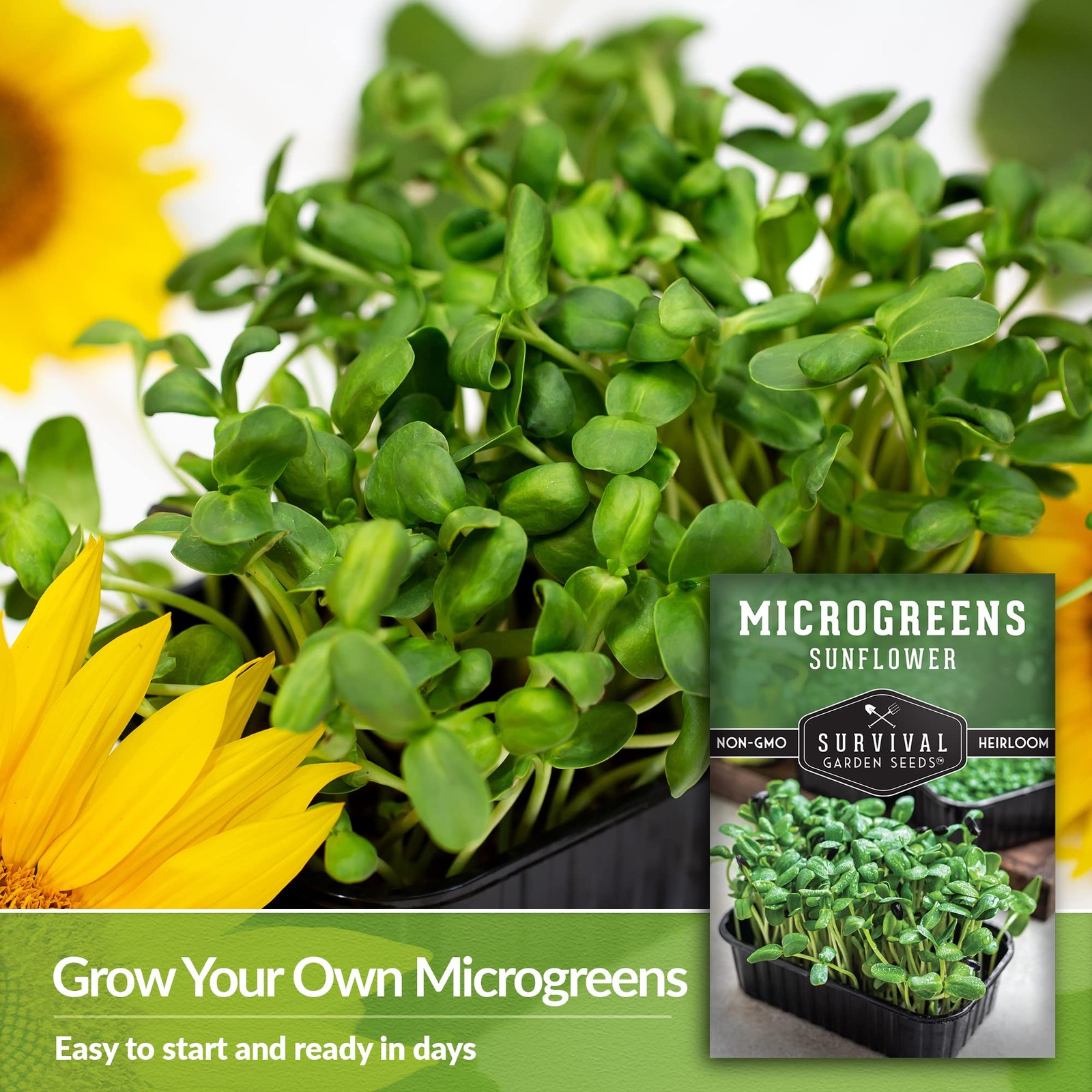 Sunflower Microgreens Seeds for Sprouting – Plant & Grow Nutty, Crunchy Shoot…