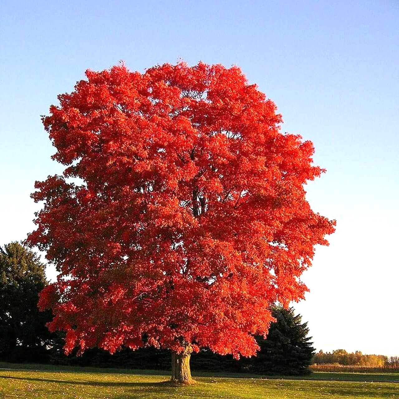 20 RED MAPLE SEEDS – Acer rubrum