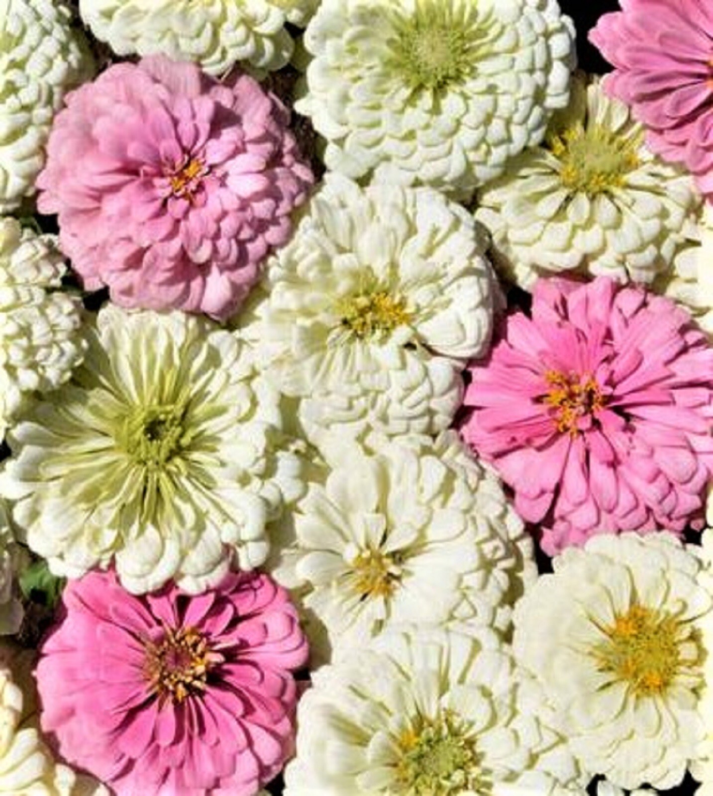 Beautiful Blushing Bride Zinnia Seeds 100+ Seeds BUY 4 GET FREE SHIPPING