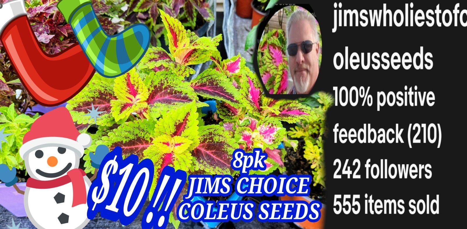 JIM’s CHOICE 8 PACK COLORFUL COLEUS SEEDS FREE SHIPPING