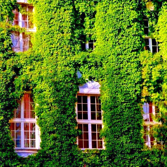 Virginia Creeper Vine Seeds Parthenocissus quinquefolia Fast Hardy Climber Plant