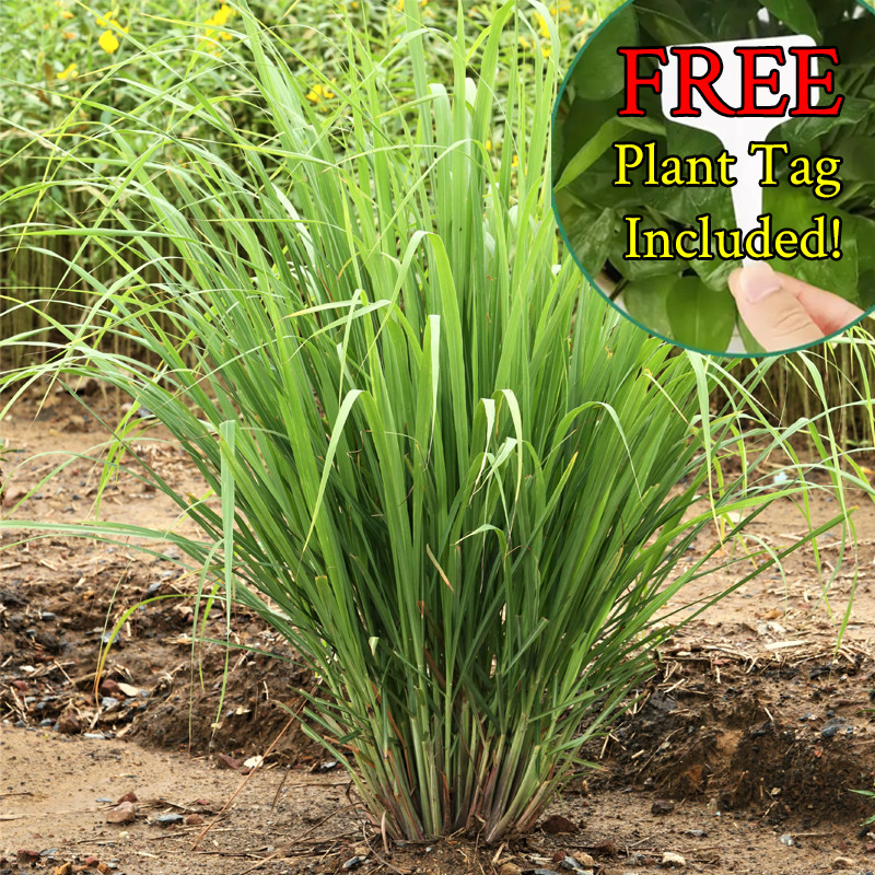 100+ Lemongrass Seeds | Lemon Grass Seeds – West Indian | Non-GMO Plant Seeds