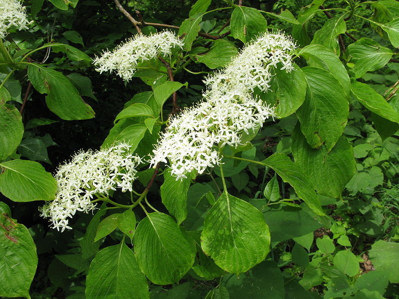 Giant Dogwood, Cornus controversa, Tree Seeds