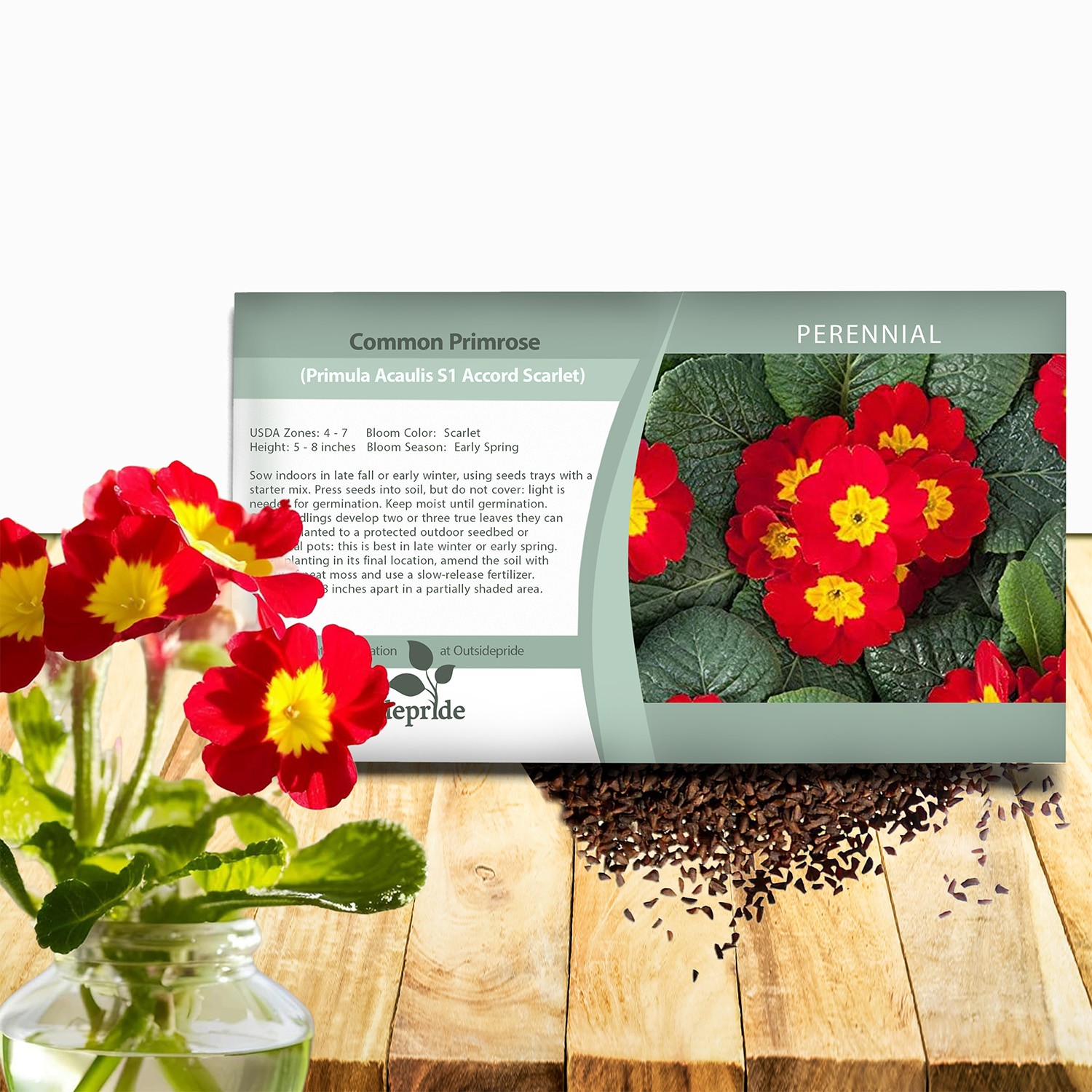 100 Seeds Primrose Seeds – Scarlet Primula Acaulis Flower Seed