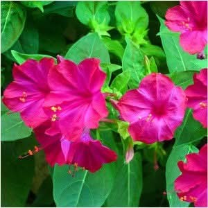 Rose Four O’ Clock Seeds For Planting (Mirabilis jalapa)