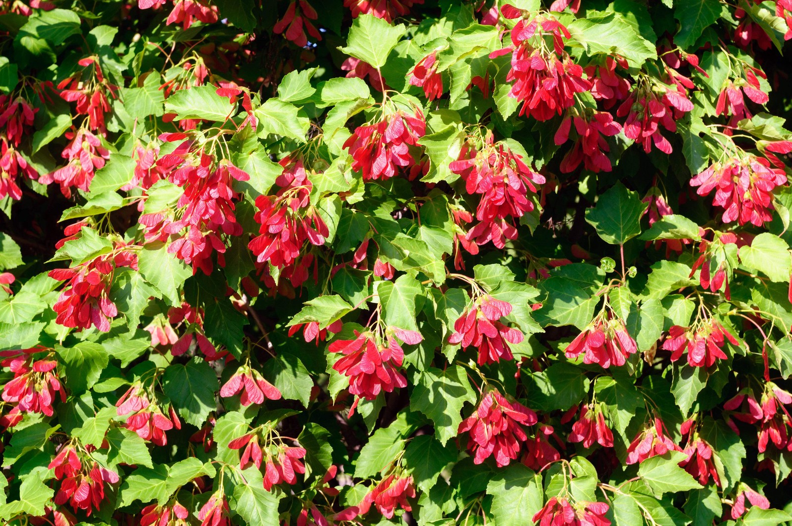 20 Tartarian FLAME MAPLE TREE Red Acer Tartaricum Seeds