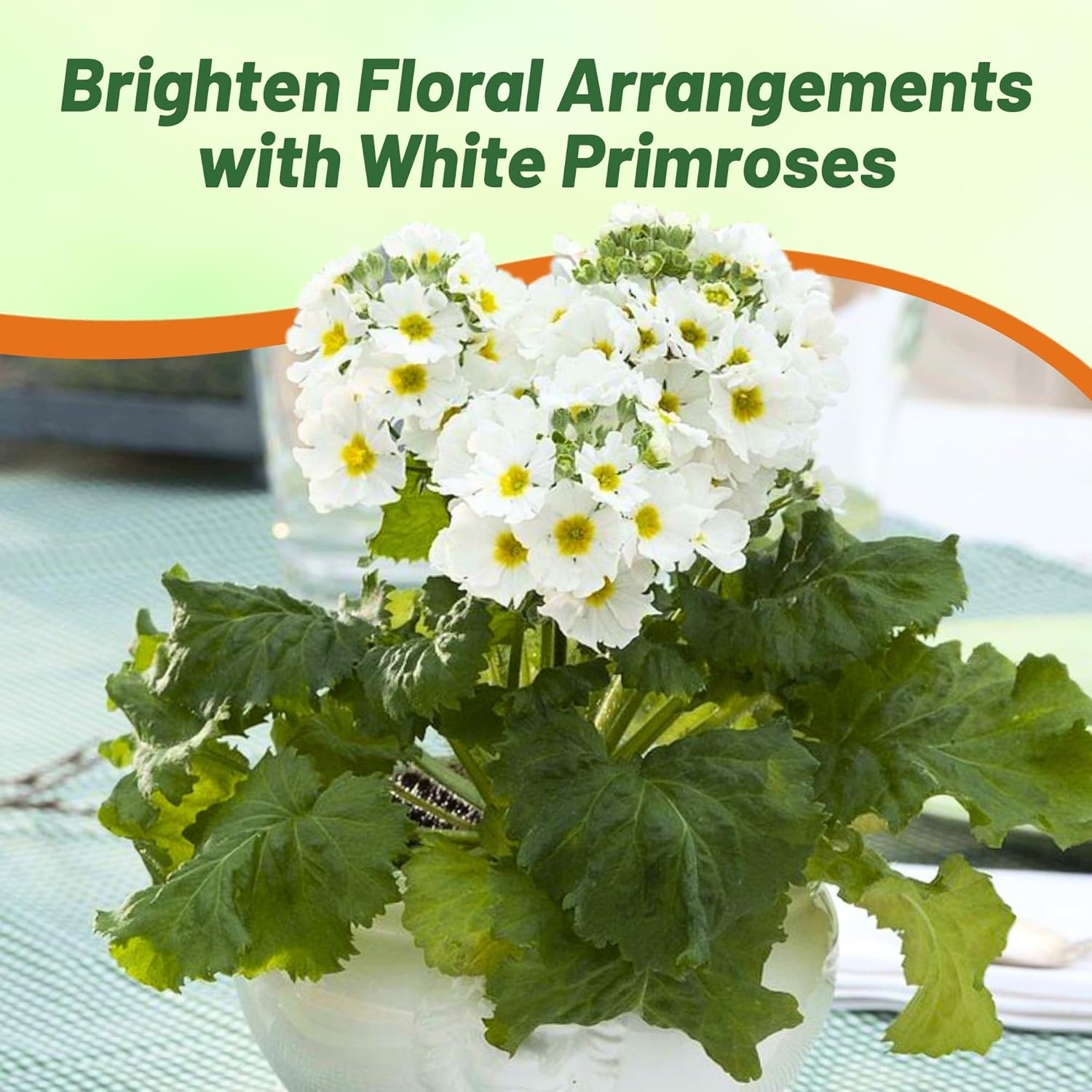 1000 Seeds Fairy Primrose Seeds – Primula Malacoides White Flower Seeds