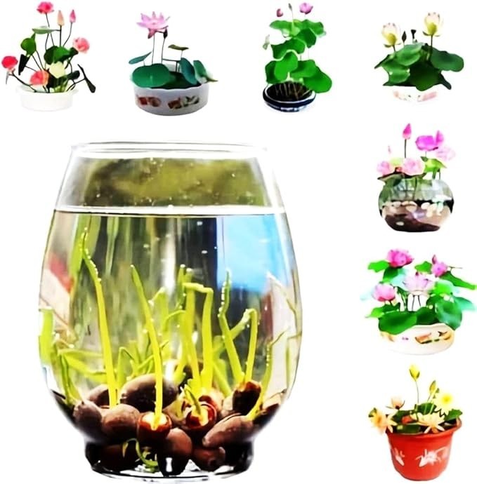 35 Mixed Miniature Water Lily & Lotus Seeds Vibrant Blooms for Bowls & Ponds …