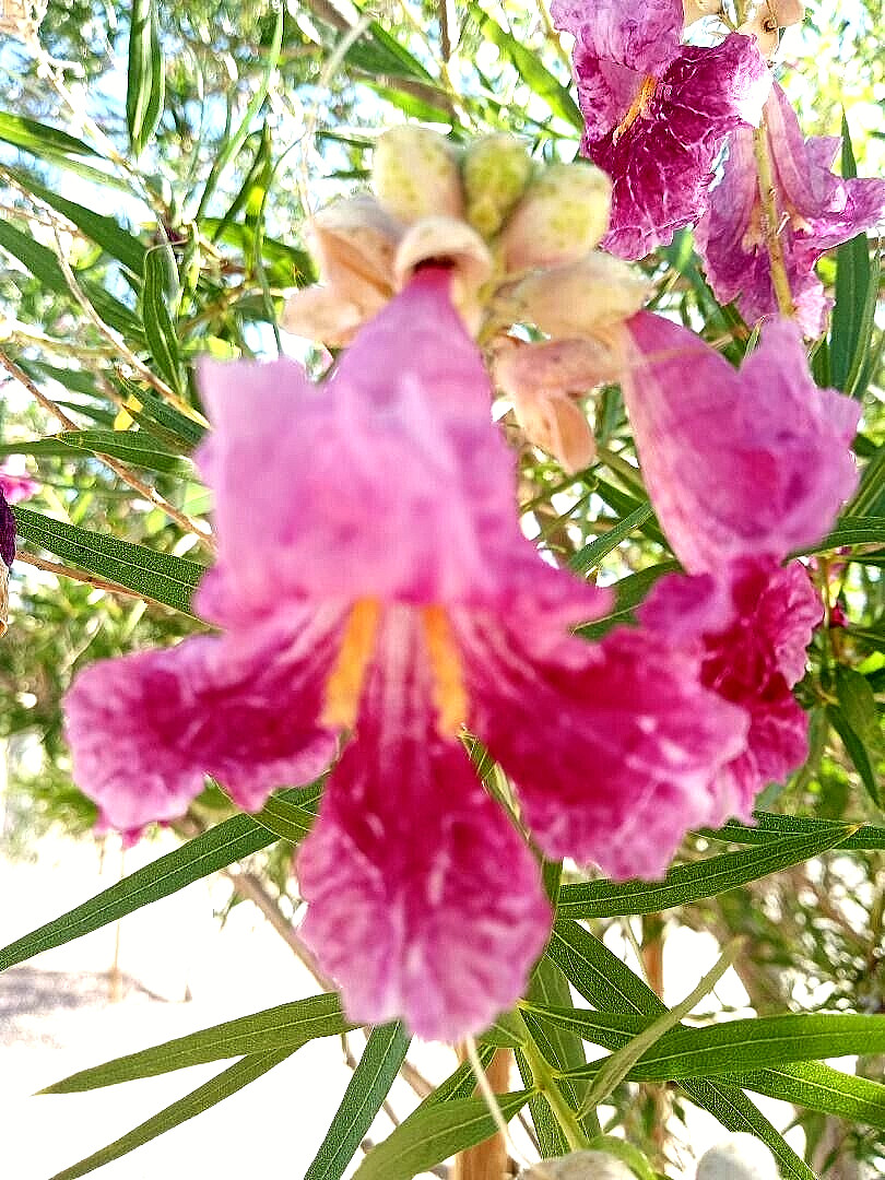20+ DESERT WILLOW SEEDS Fresh AZ Purple Rose Orchid Drought Toler FREE SHIP