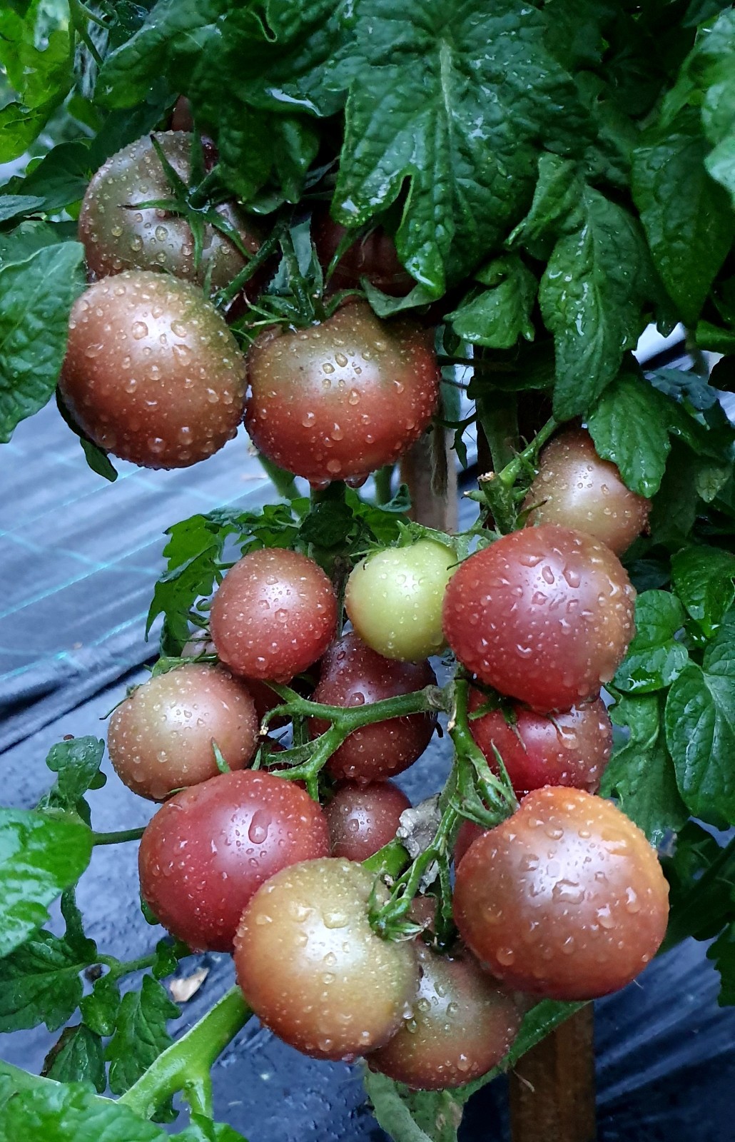 10 seeds Dwarf Velvet Night Tomato Purple cherry ORGANIC Rare Variety DTP