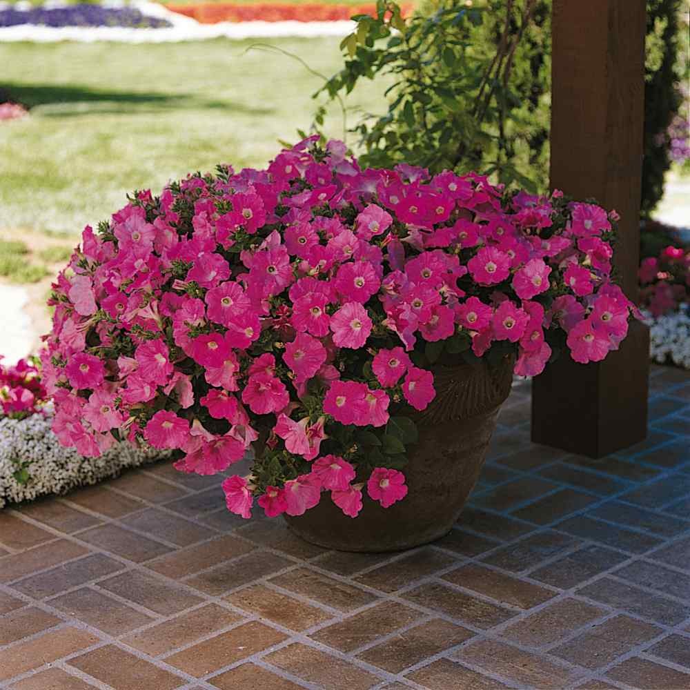 15 Seeds Purple Classic Wave Petunias Only Grow 4 – 6 Inches Tall – AAS Winner