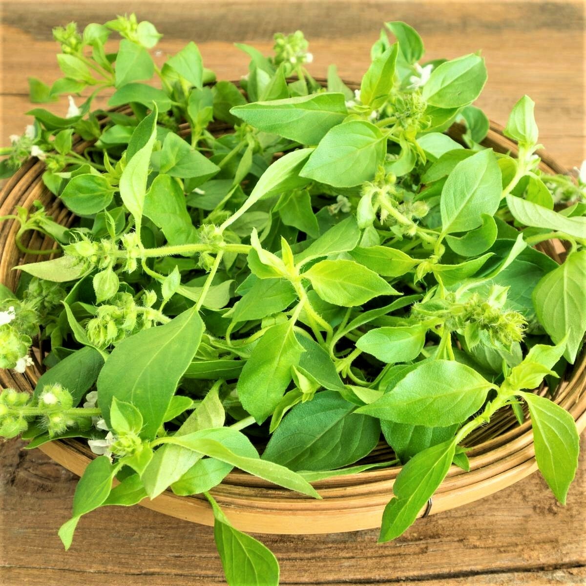 Lemon Basil Seed – 100 Count Seed Pack – Non-GMO- Unique Herb