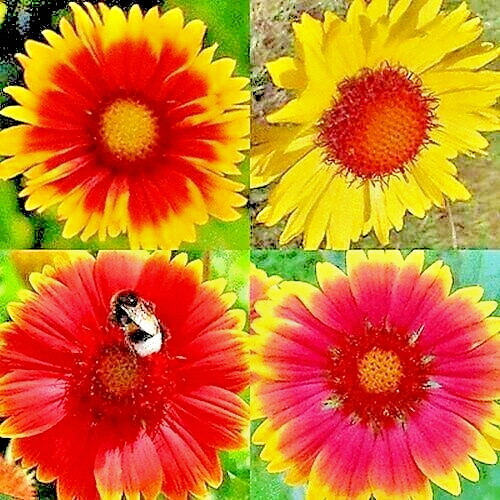 🌼 200+ BLANKET FLOWERS HUMMINGBIRD MIX SEEDS | PERENNIAL SUNFLOWER | AUTUMN
