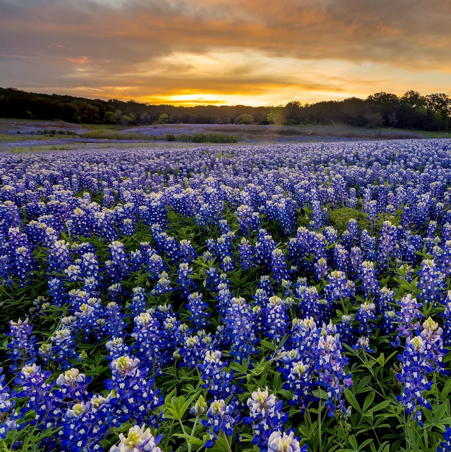 Texas Bluebonnet Seeds – 500 Pcs Annual Lupinus Texensis, Heirloom Quality, D…